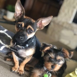 Meet your Posher, Tiffany